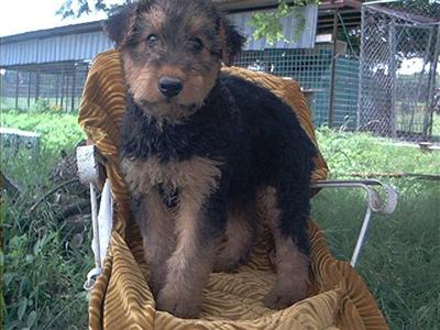Airedale Terrier Puppies for Sale